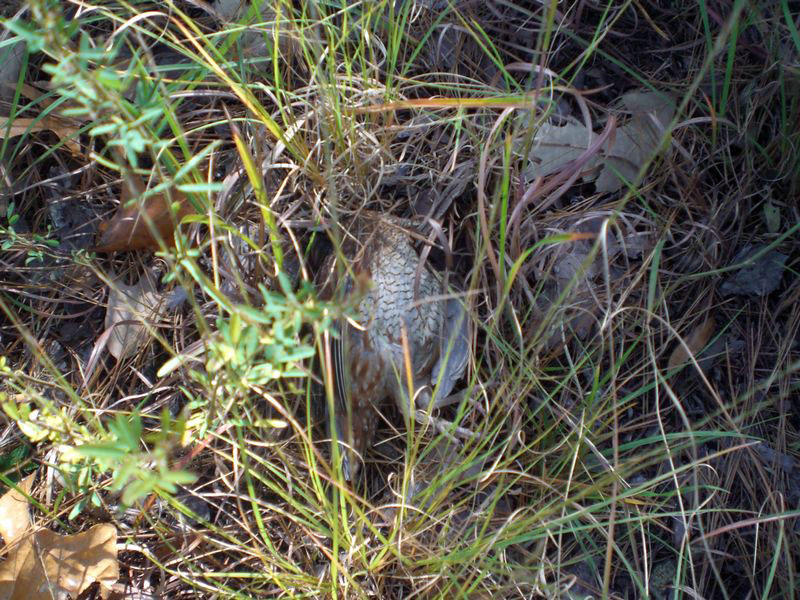 A headless (dead) quail