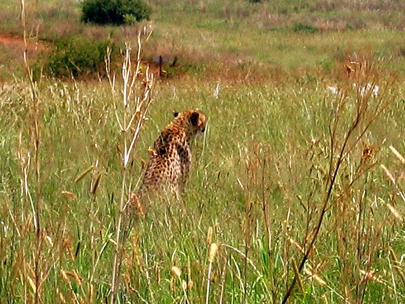 Cheetah (back, she never turned!)