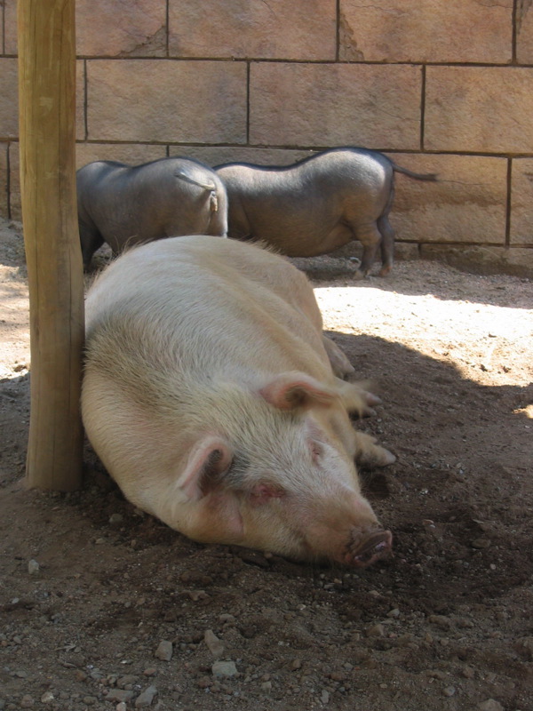 Miss Fat Pig. Daisy.