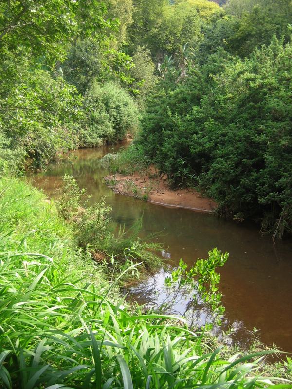 The nice and calm crocodile river