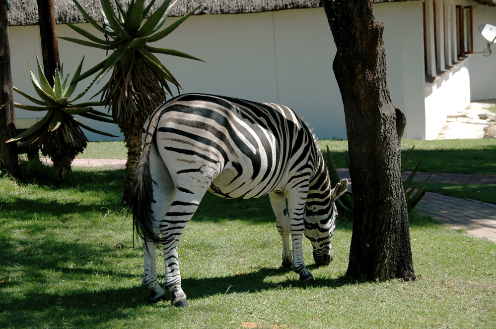 Zebras roaming free