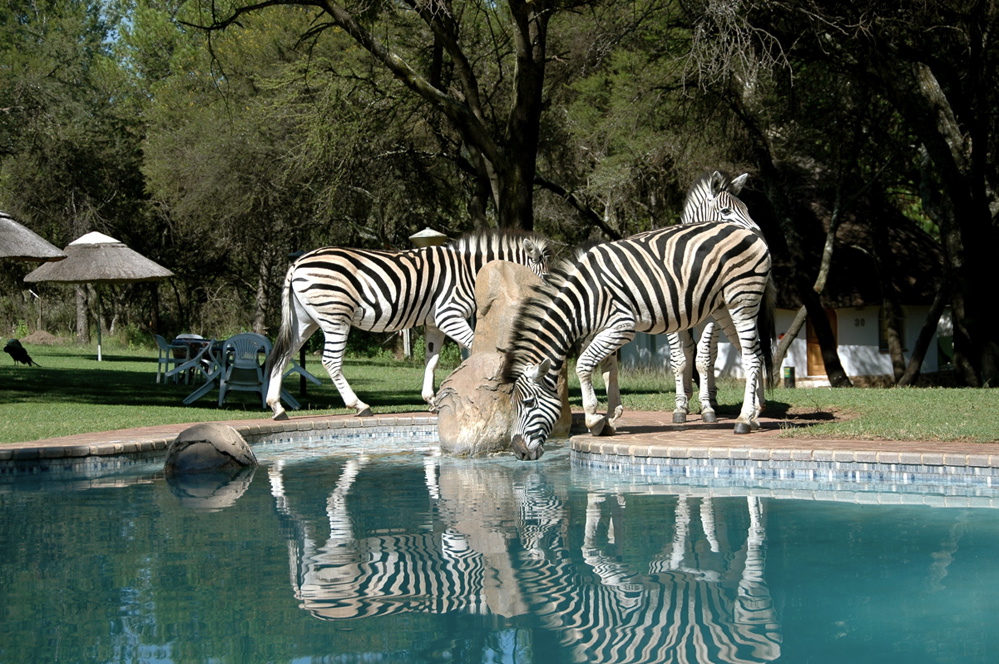 The pool and the zebras...