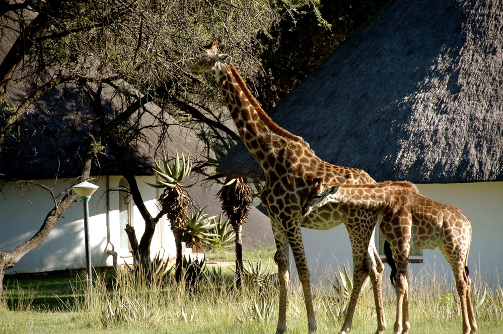 Giraffes in the backyard