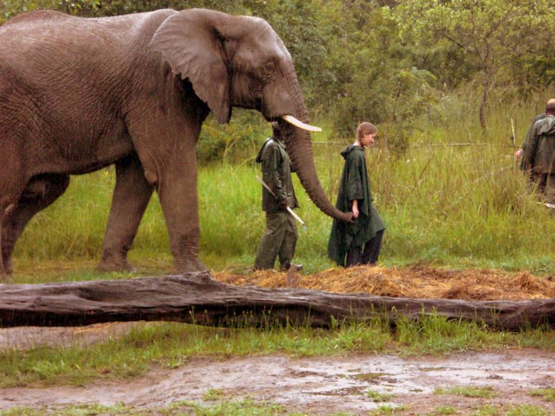 Walking the small elephant