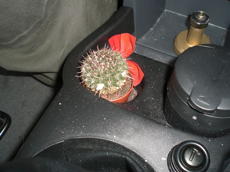 She's growing a cactus inside the car...